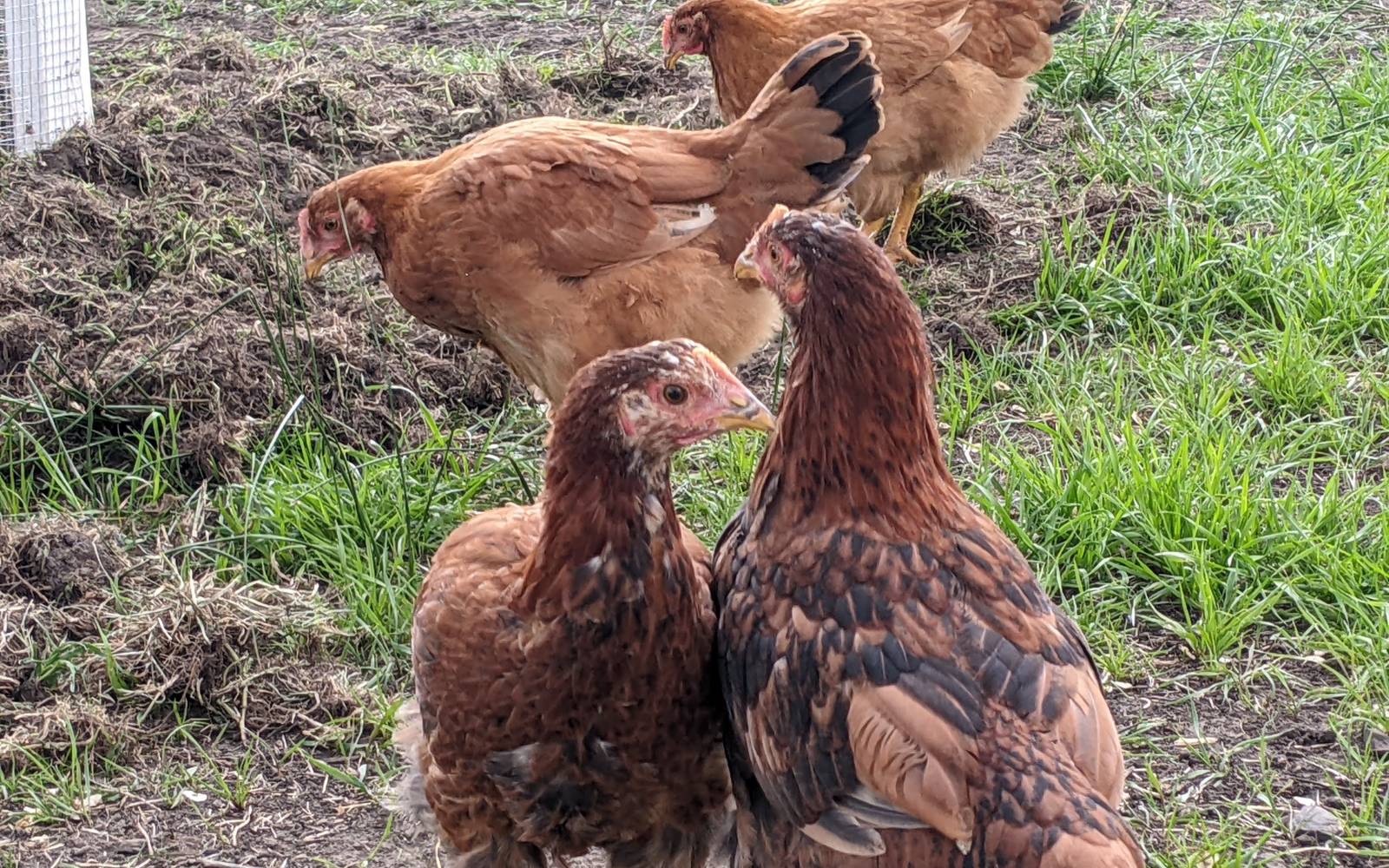 Mixed flock ranging together