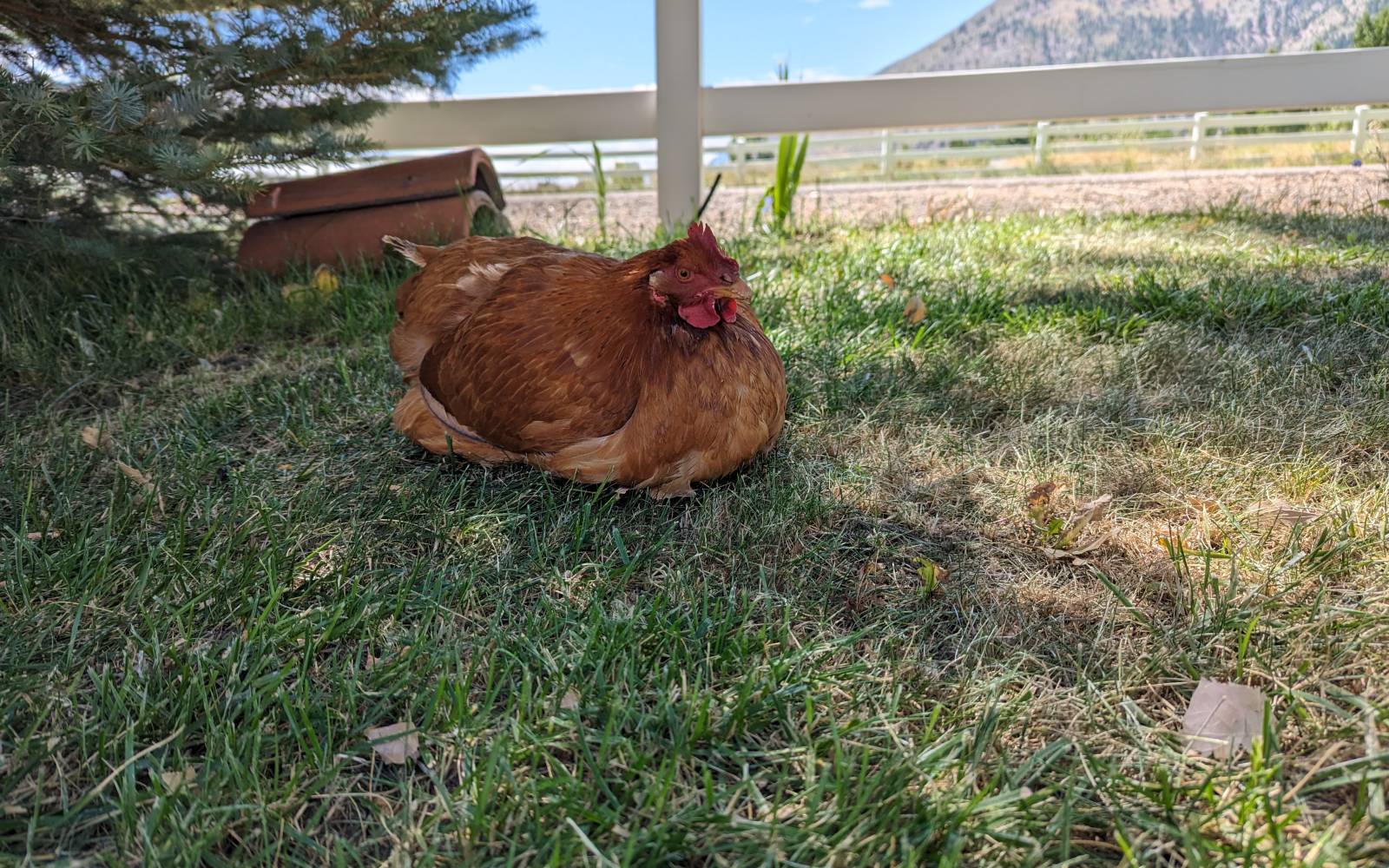 Several familiar hens in Sage's flock