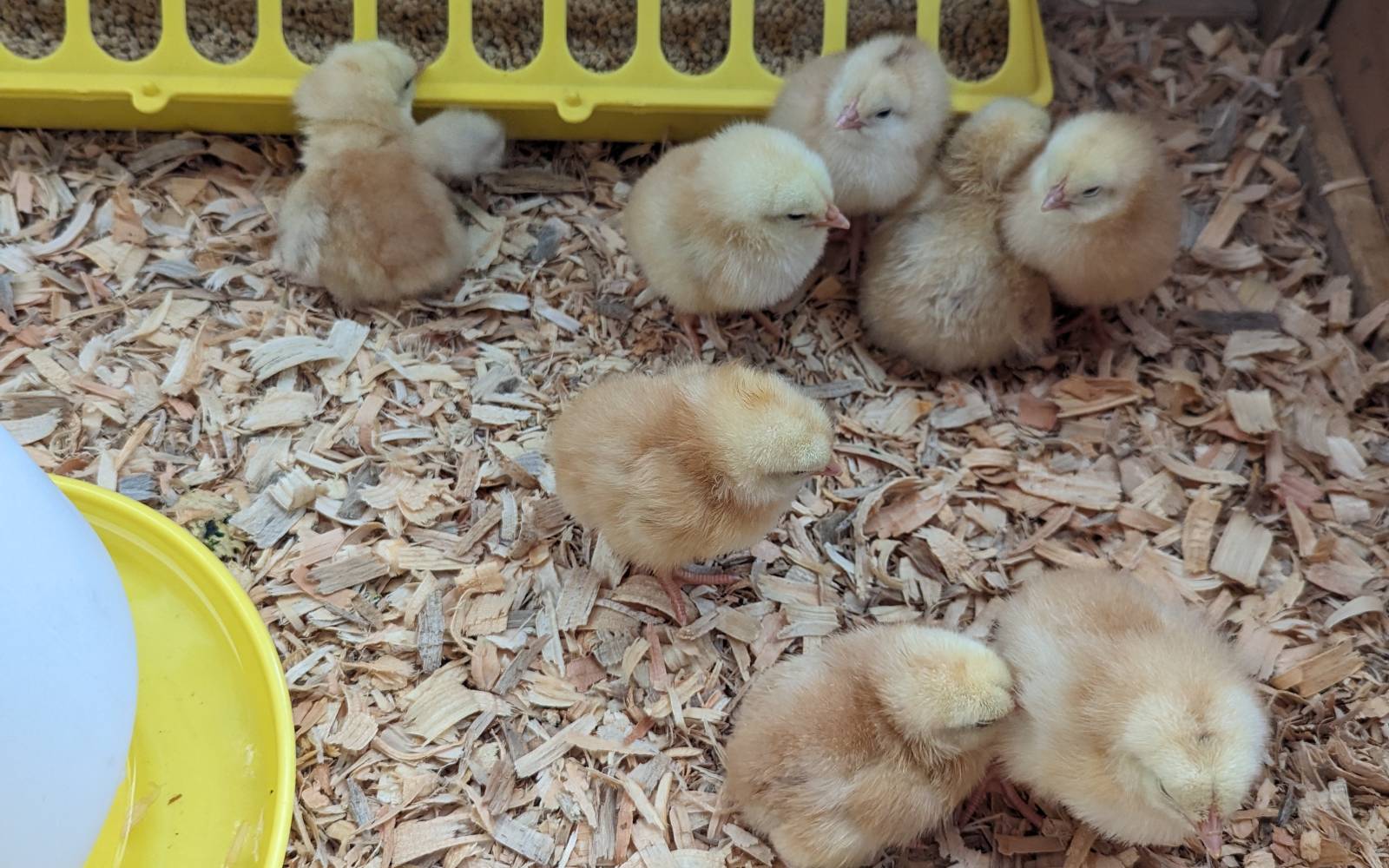 Pullets sharing an enclosure during an introduction