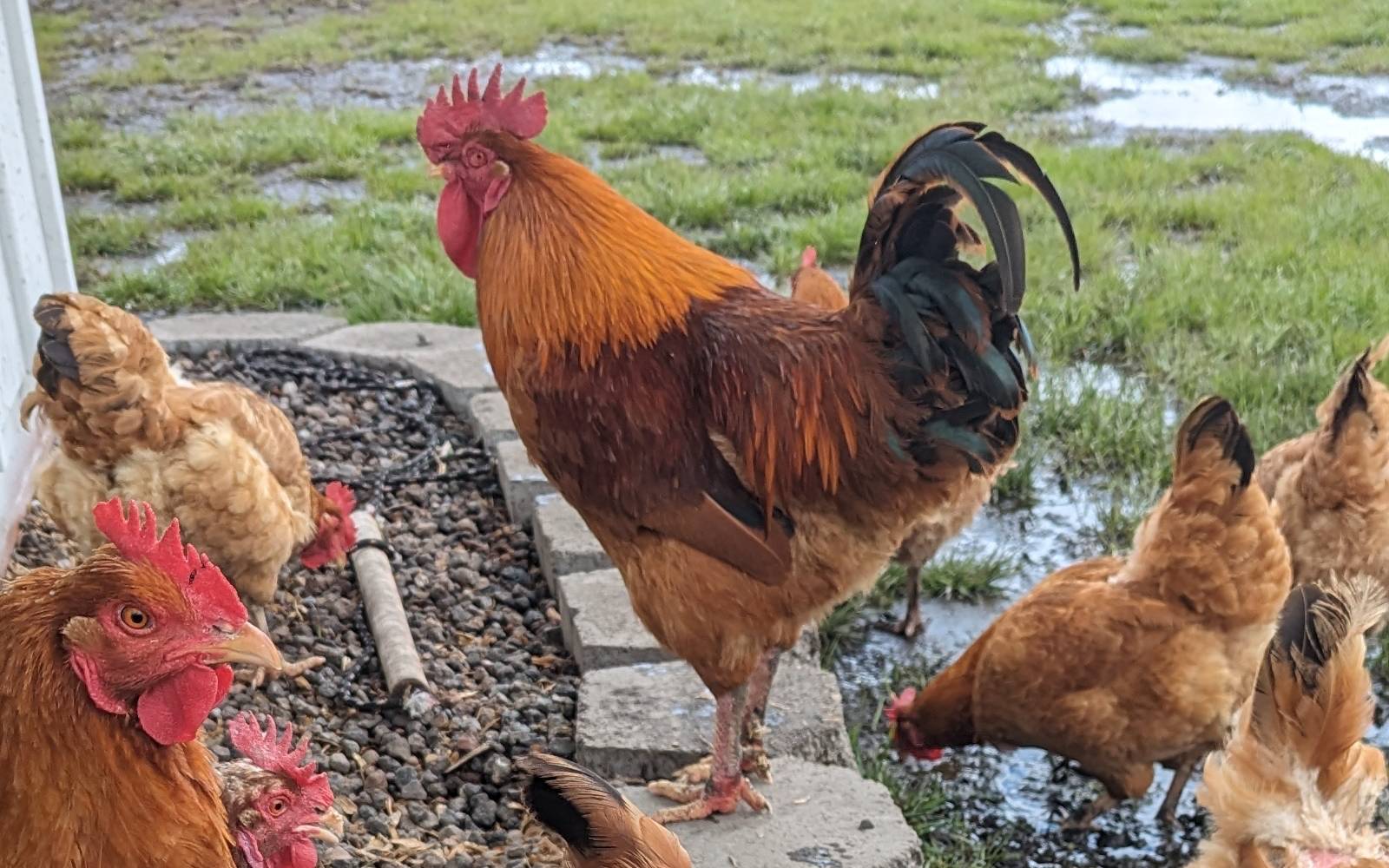 Rooster standing watch near the flock
