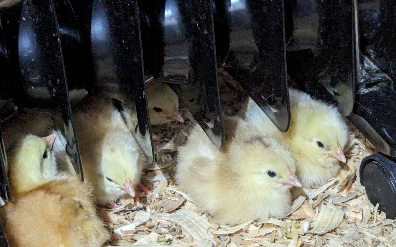 Adult hens inside a dry ventilated coop with snow visible outdoors