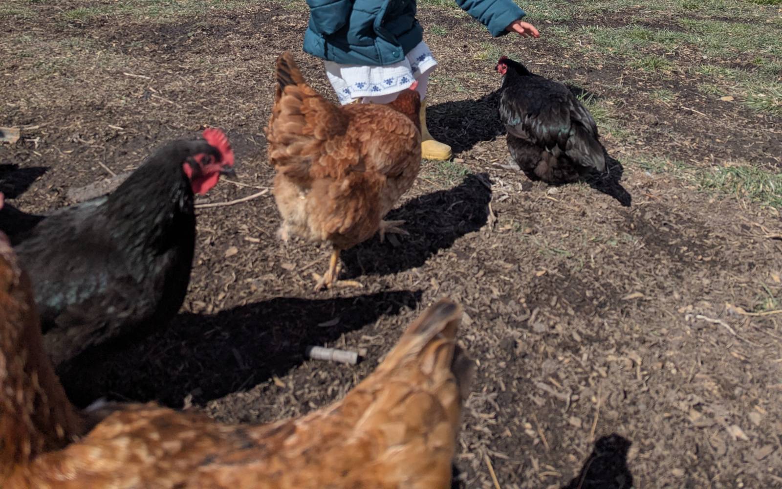 Several chicken breeds in an open run