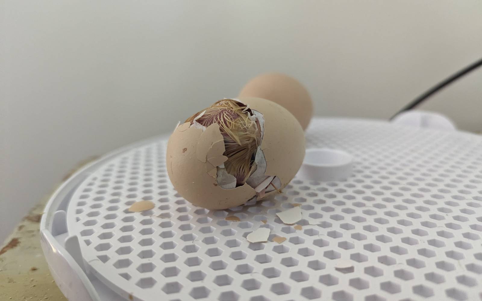 Chicks resting beneath a brooder plate with feed and water nearby