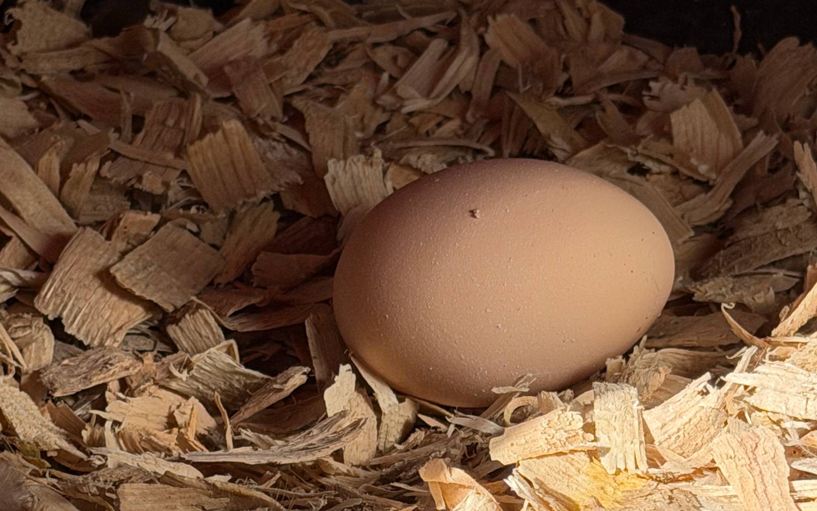 Fresh brown eggs gathered in a basket