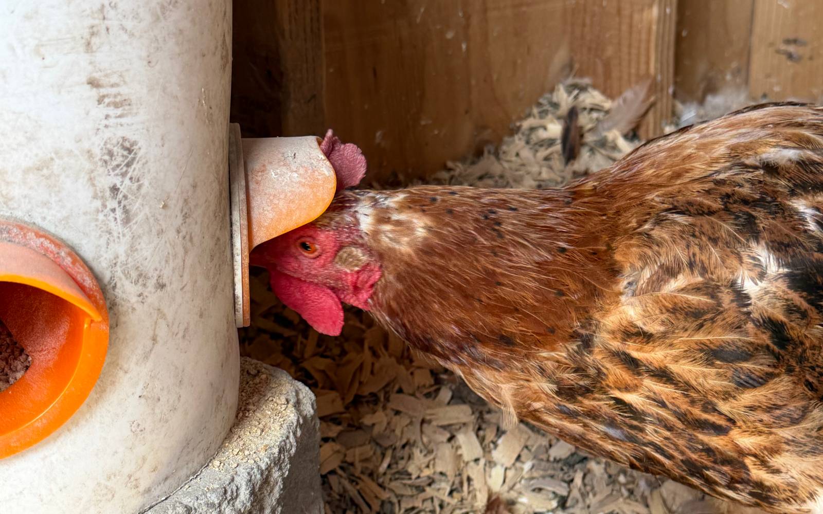 Feed pan and waterer prepared for a backyard flock