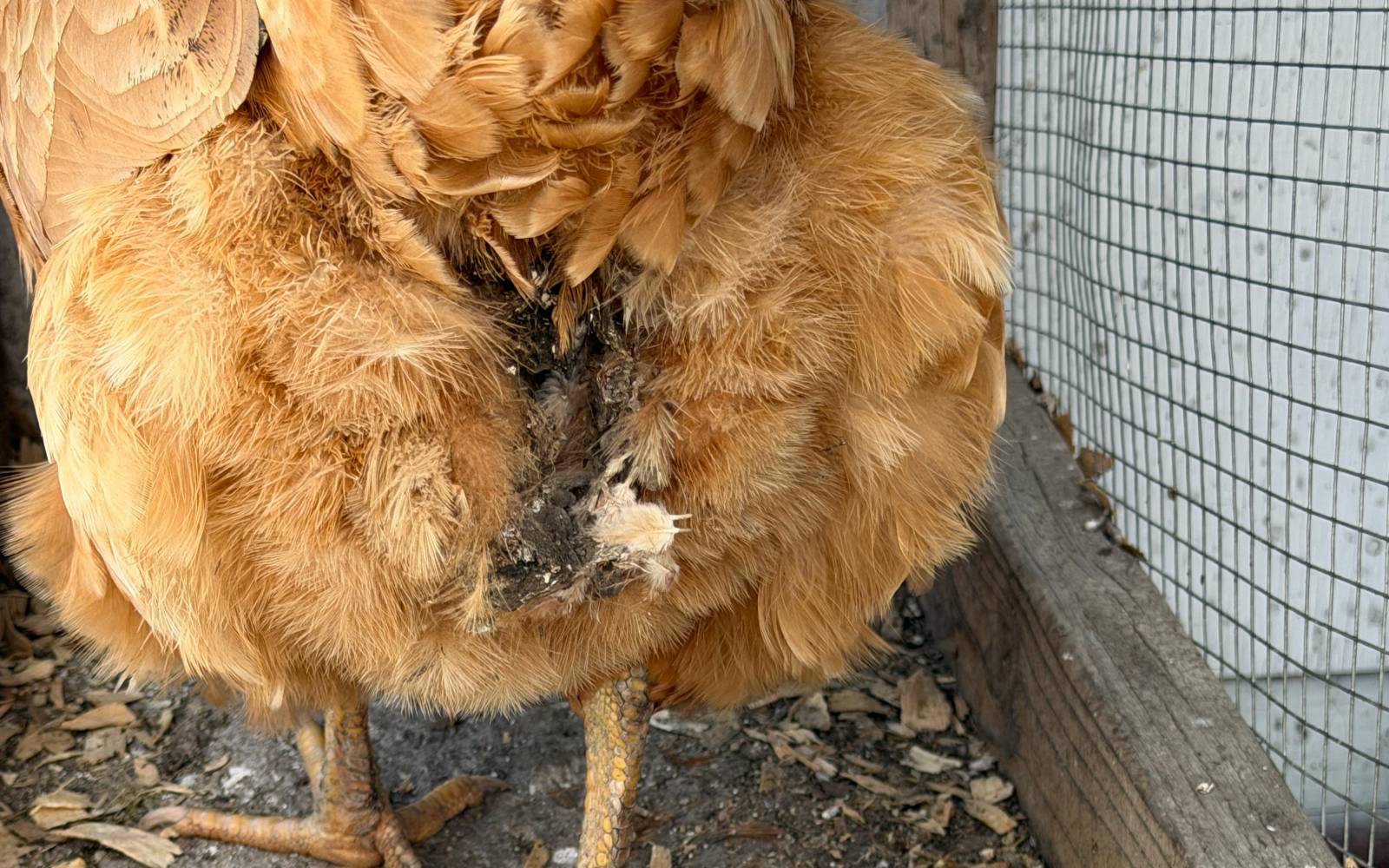 Hen viewed closely during a hands-on flock health inspection