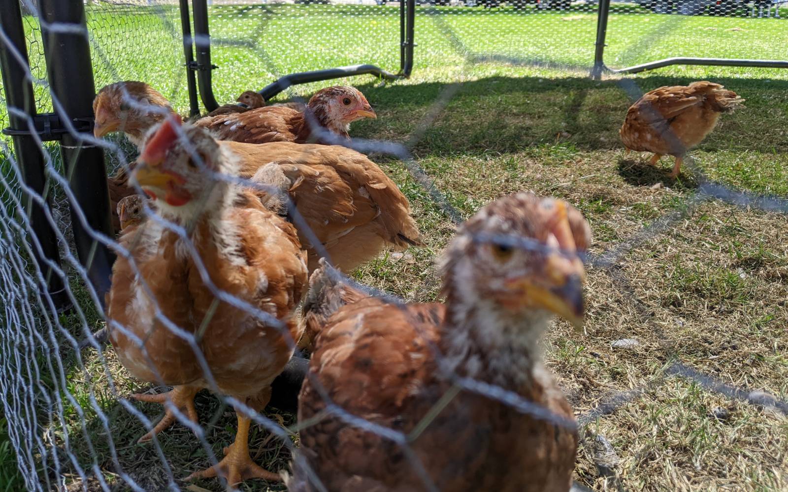 Rooster standing among hens