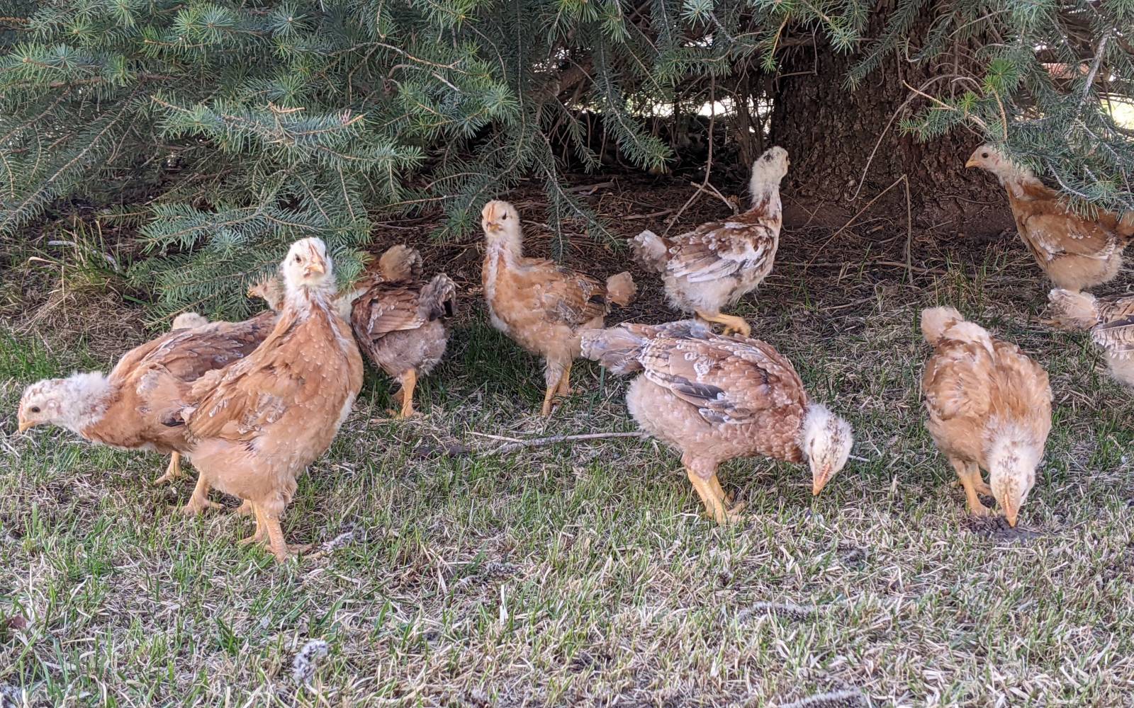 How I Went From Four Hens to a Real Working Flock placeholder image