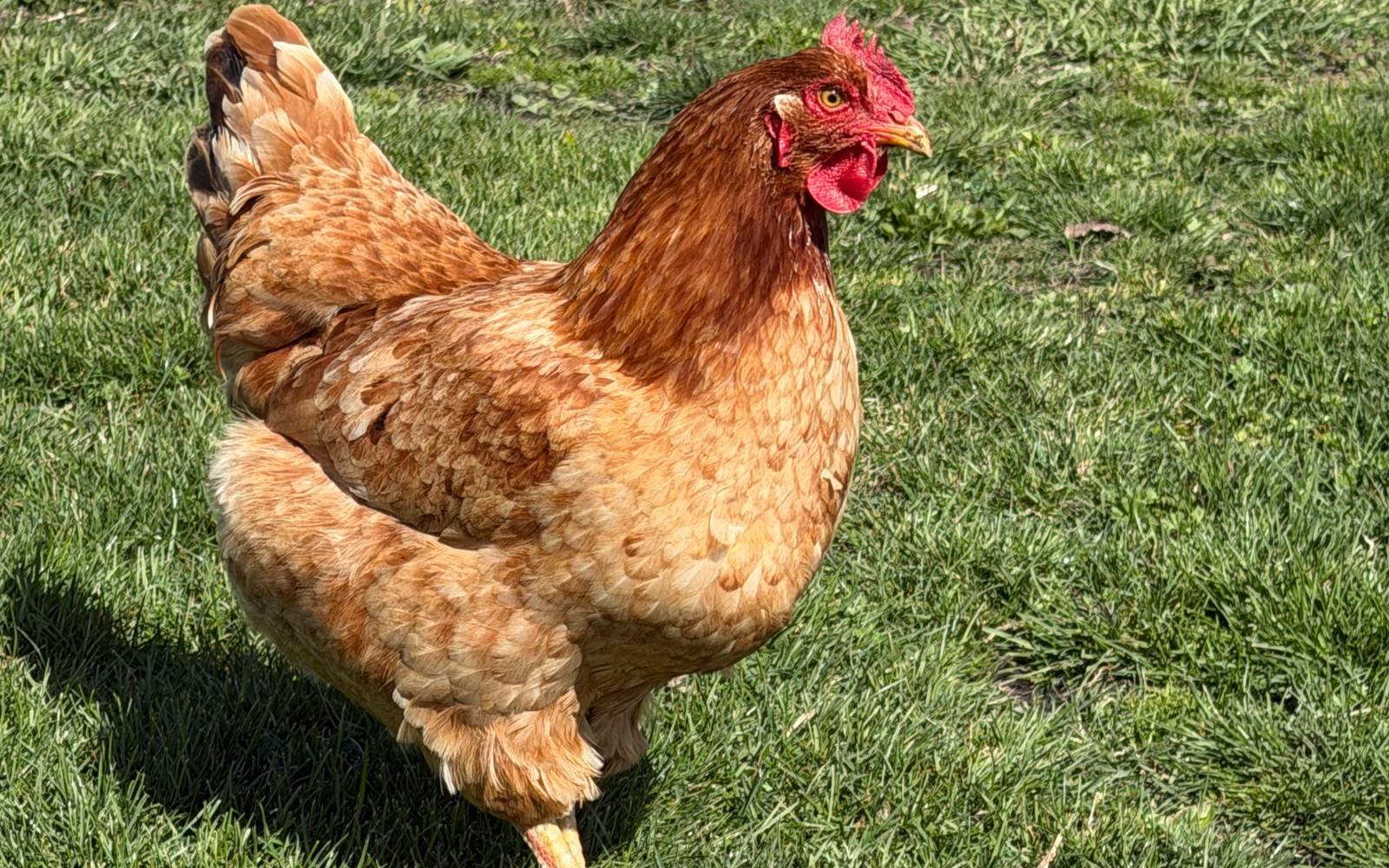 My Honest Thoughts on Free Ranging placeholder image