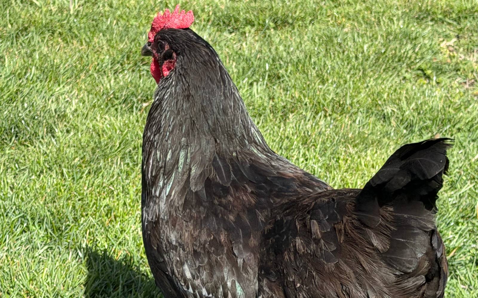 The Problem With Pretty But Useless Birds placeholder image