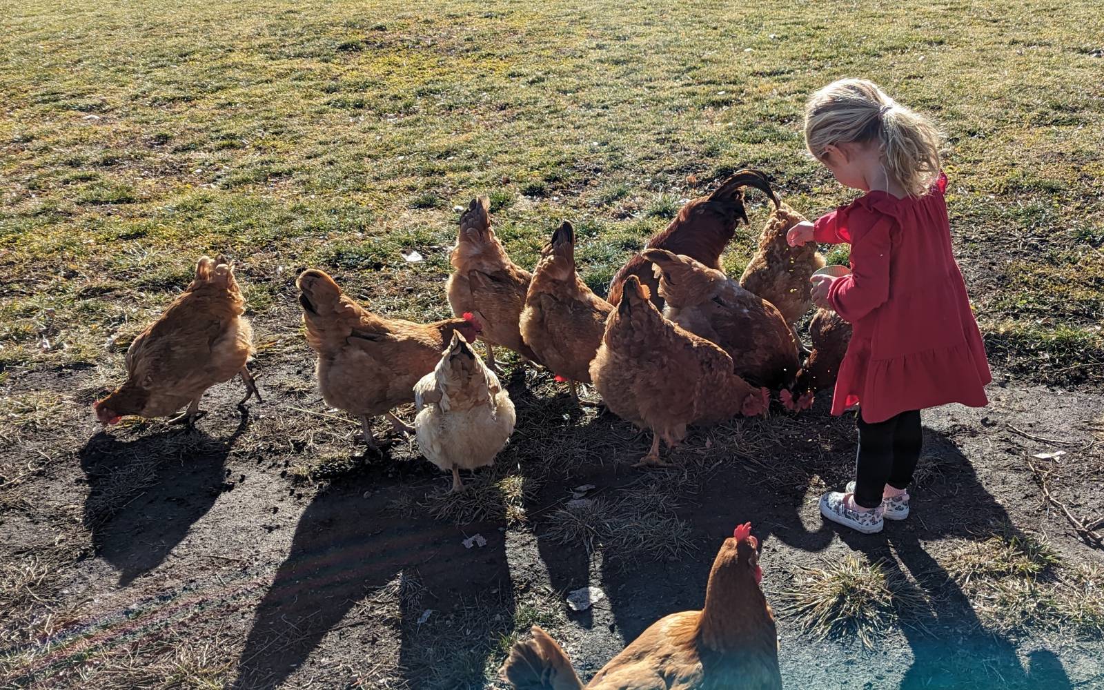 What I Do With Kitchen Scraps and What I Never Toss to the Flock placeholder image