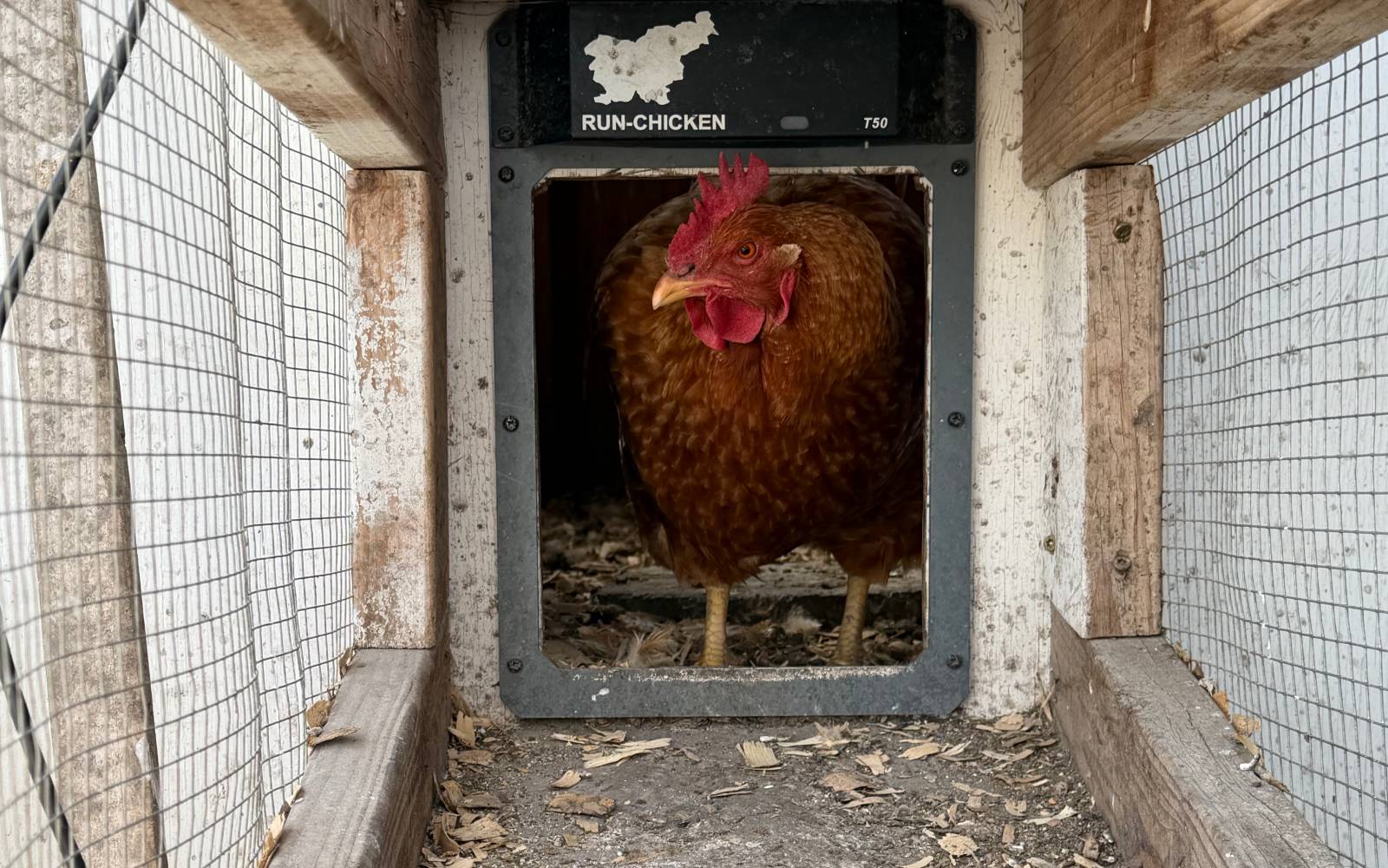 How to Protect Chickens From Predators placeholder image