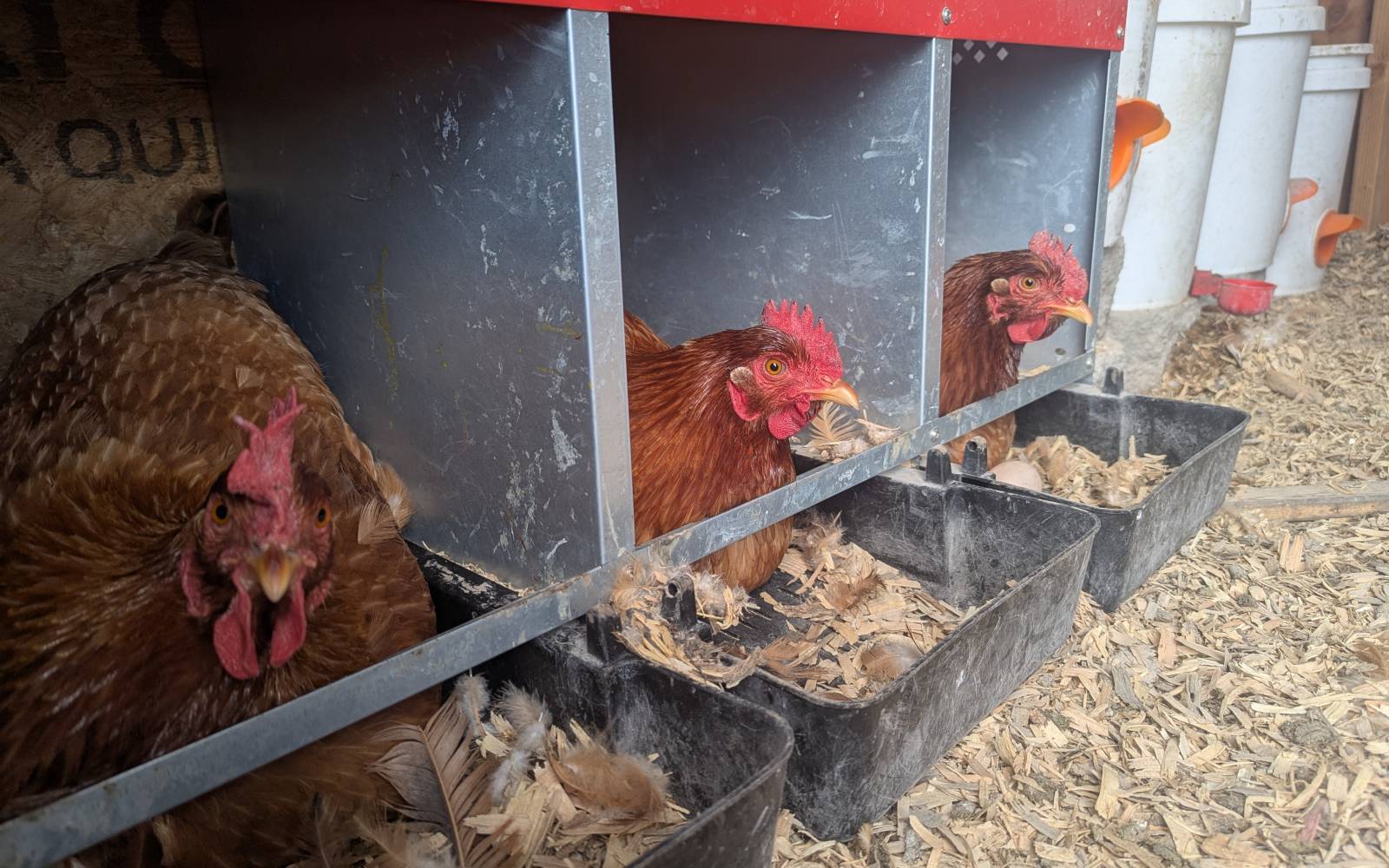 Beginner’s Guide to Raising Chickens at Home placeholder image